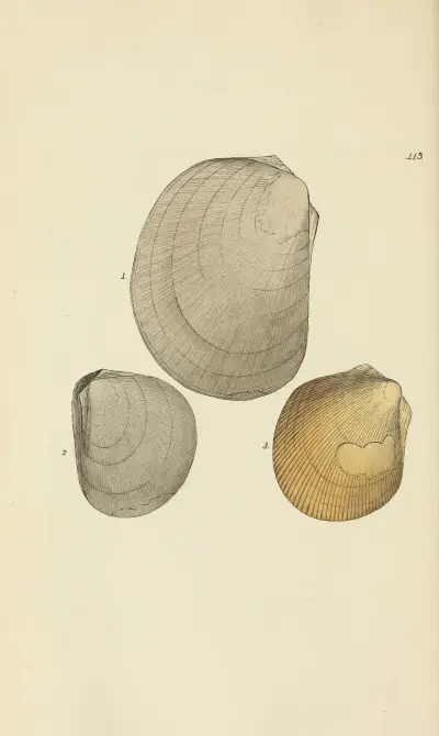 The mineral conchology of Great Britain Pl.112 av James Sowerby