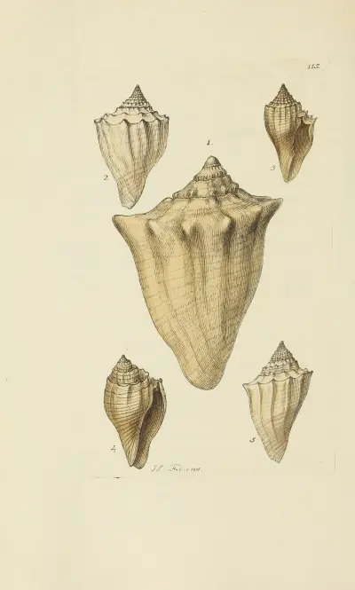 Mineralconchologi från Storbritannien, pl. 114 av James Sowerby