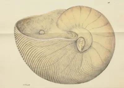 The mineral conchology of Great Britain Pl.115 av James Sowerby