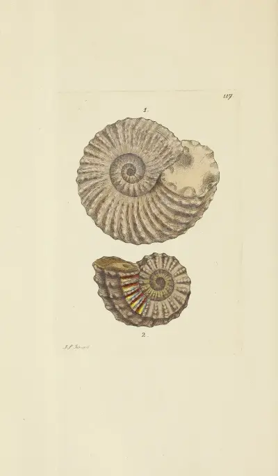 The mineral conchology of Great Britain Pl.116 av James Sowerby