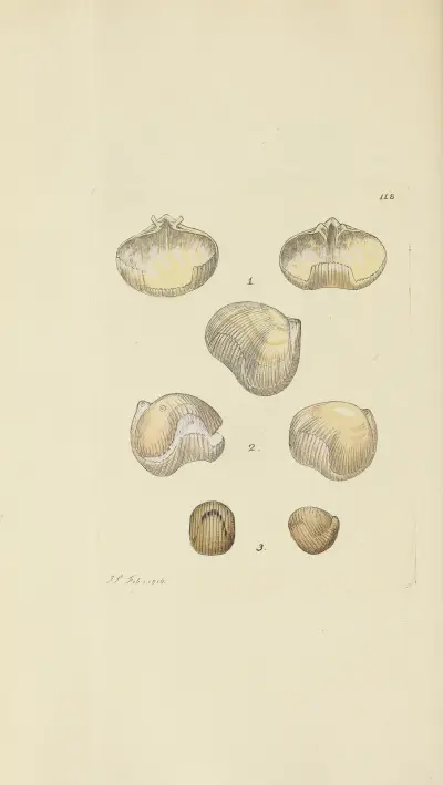 The mineral conchology of Great Britain Pl.117 av James Sowerby