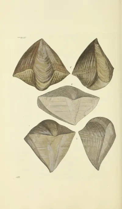 The mineral conchology of Great Britain Pl.118 av James Sowerby