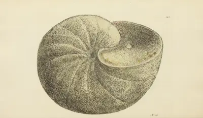 The Mineral Conchology of Great Britain, pl. 119 av James Sowerby