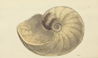 The mineral conchology of Great Britain Pl.122 av James Sowerby
