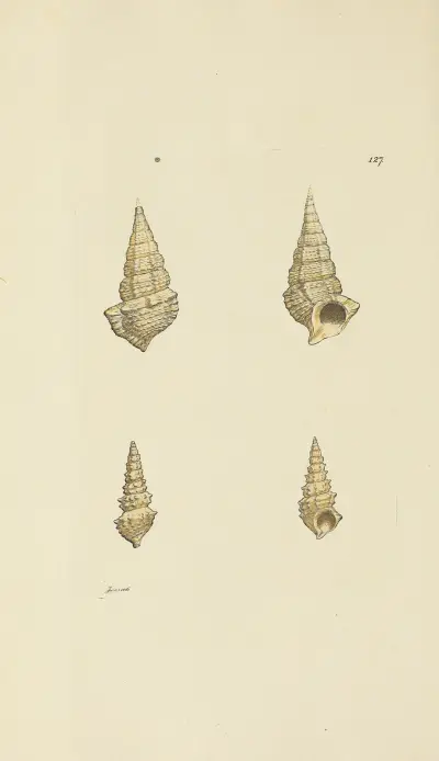 The mineral conchology of Great Britain Pl.123 av James Sowerby