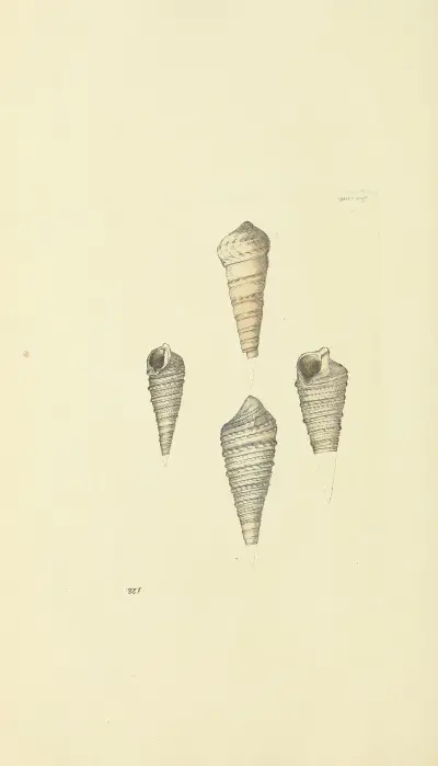 The mineral conchology of Great Britain Pl.124 av James Sowerby