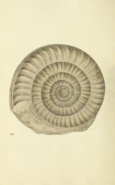 The mineral conchology of Great Britain Pl.127 av James Sowerby