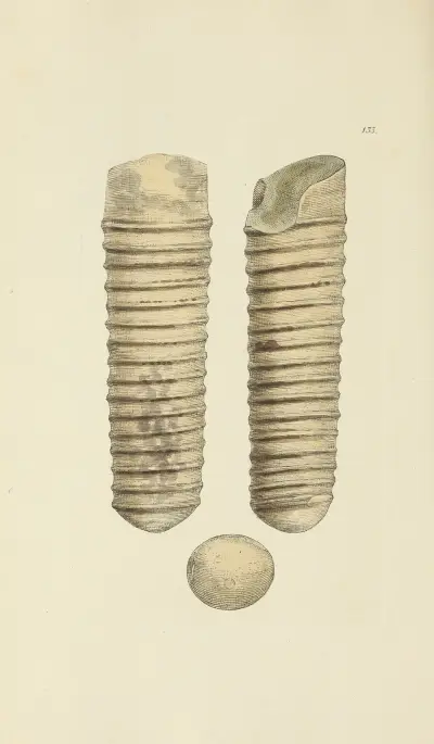 Mineralconchologi från Storbritannien, plansch 129 av James Sowerby