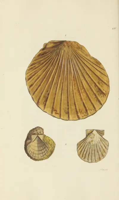 The mineral conchology of Great Britain Pl.132 av James Sowerby