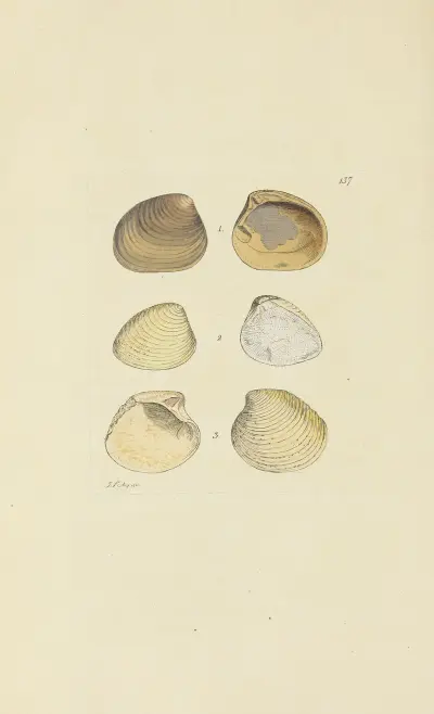 The mineral conchology of Great Britain Pl.133 av James Sowerby