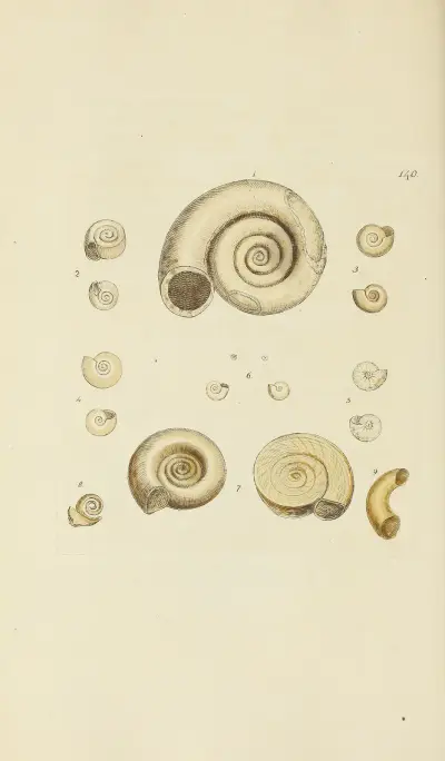Mineralconchyliologi från Storbritannien, plansch 136 av James Sowerby