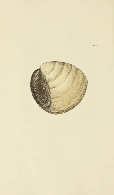 The mineral conchology of Great Britain Pl.140 von James Sowerby