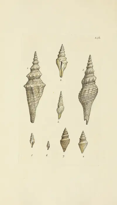The mineral conchology of Great Britain Pl.142 av James Sowerby