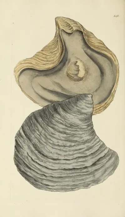The mineral conchology of Great Britain Pl.144 av James Sowerby