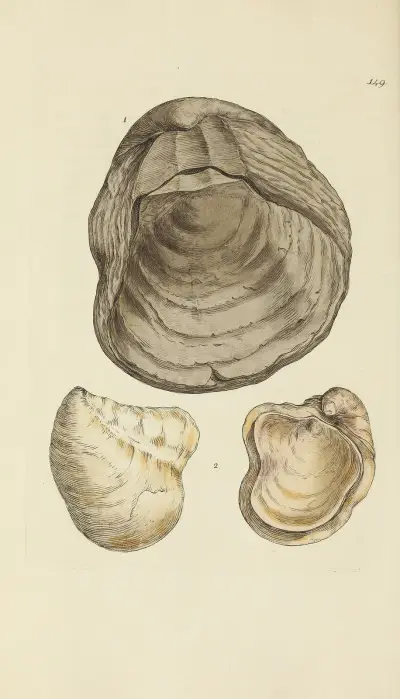 Mineralconchyliologi från Storbritannien, pl. 145 av James Sowerby