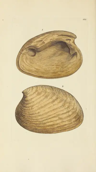 Mineralconchyliologi från Storbritannien, pl. 149 av James Sowerby