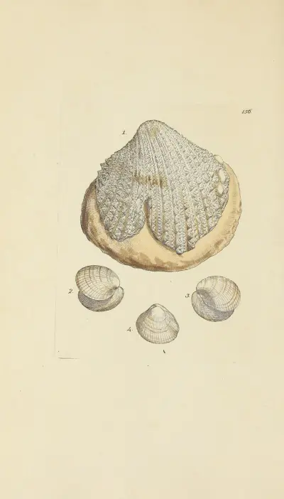The mineral conchology of Great Britain Pl.152 von James Sowerby