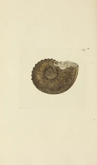 Mineralconkologi från Storbritannien, pl. 153 av James Sowerby