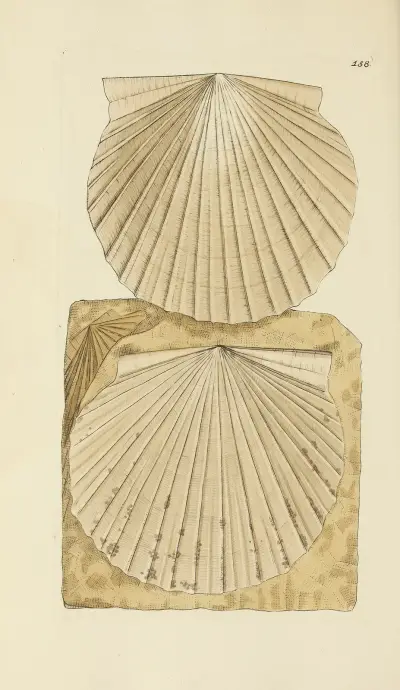 The mineral conchology of Great Britain Pl.154 av James Sowerby