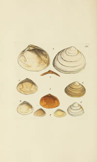 The Mineral Conchology of Great Britain, pl. 155 av James Sowerby