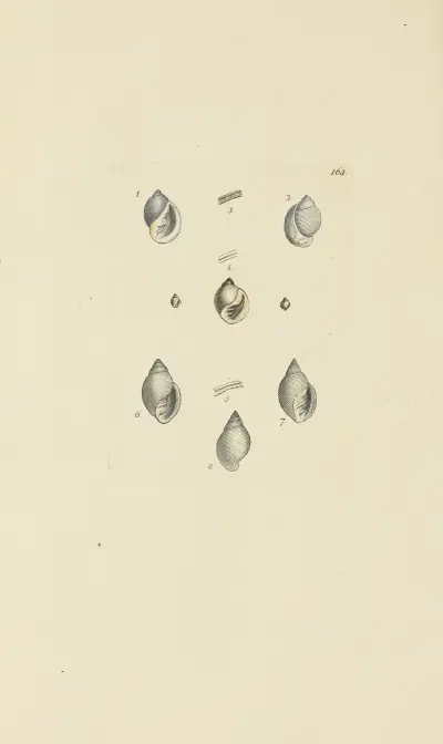 The mineral conchology of Great Britain Pl.158 av James Sowerby