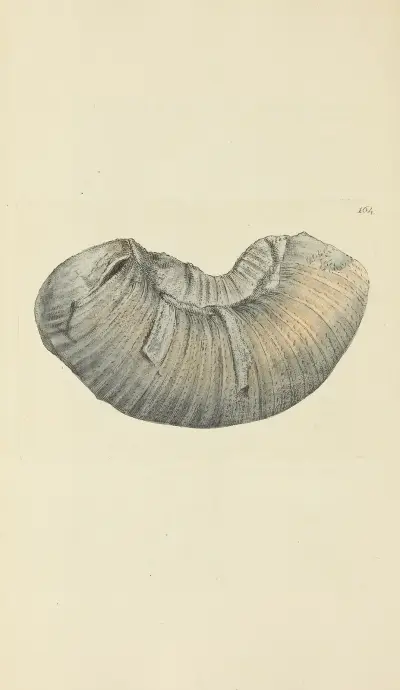 The mineral conchology of Great Britain Pl.159 av James Sowerby