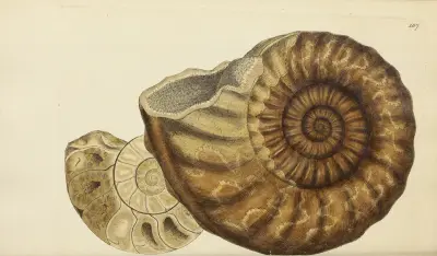 The mineral conchology of Great Britain Pl.162 av James Sowerby