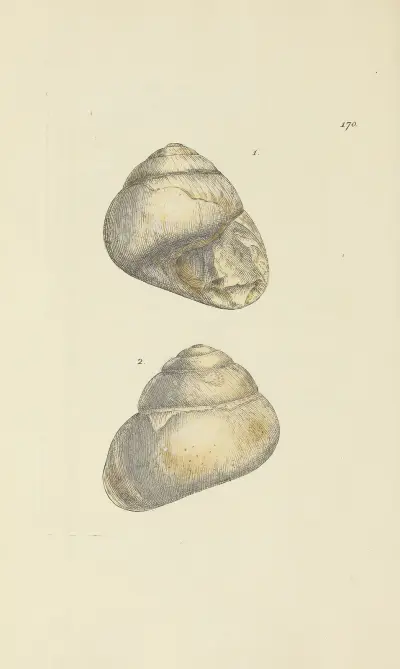 Mineral-conchology of Great Britain, plansch 165 av James Sowerby
