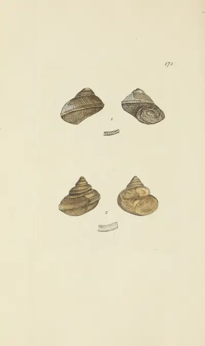 Mineralconchologi från Storbritannien, plansch 166 av James Sowerby