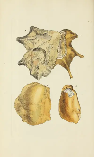 The mineral conchology of Great Britain Pl.169 av James Sowerby
