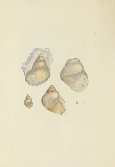 Mineralisk conkologi från Storbritannien, pl. 170 av James Sowerby