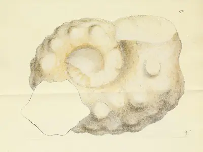 The mineral conchology of Great Britain Pl.172 av James Sowerby