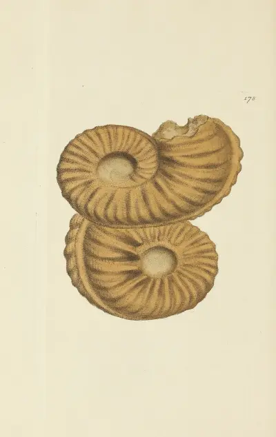 The mineral conchology of Great Britain Pl.173 av James Sowerby