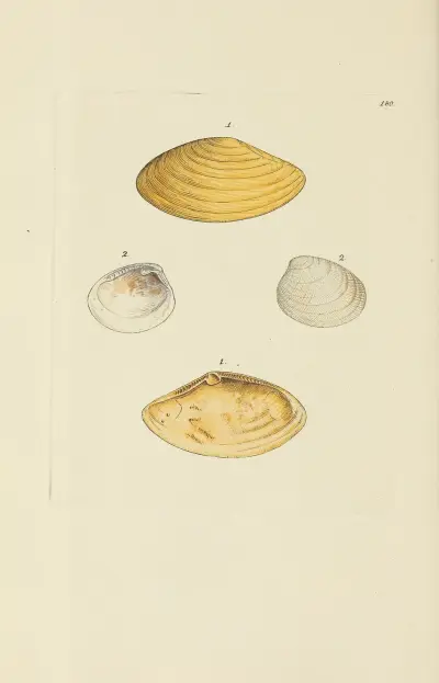 The mineral conchology of Great Britain Pl.175 av James Sowerby