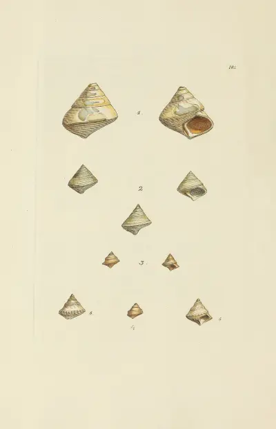 The mineral conchology of Great Britain Pl.176 av James Sowerby
