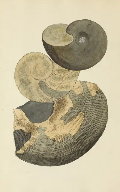 Mineralconchologi från Storbritannien, pl. 177 av James Sowerby