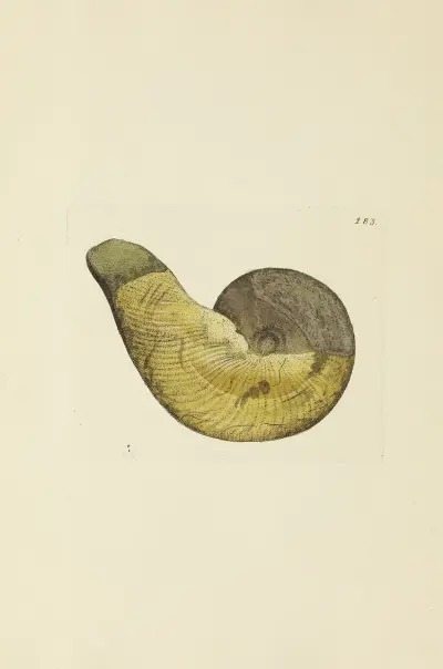 The mineral conchology of Great Britain Pl.178 av James Sowerby