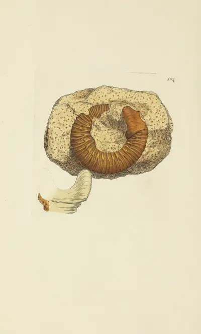 Mineralconkologi från Storbritannien, plansch 179 av James Sowerby