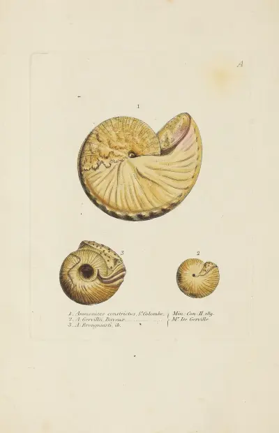 The mineral conchology of Great Britain pl. 180 av James Sowerby