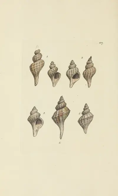 Mineralconchyliologi från Storbritannien, pl. 183 av James Sowerby