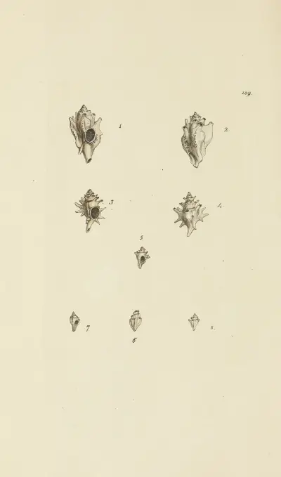 Mineralconchologi från Storbritannien, plansch 185 av James Sowerby