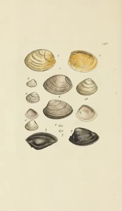 Mineralconchologi från Storbritannien, plansch 188 av James Sowerby