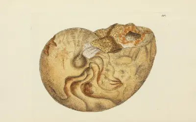 Mineralconkologi från Storbritannien, plansch 190 av James Sowerby