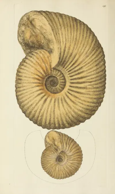 Mineralconchologi från Storbritannien, pl. 191 av James Sowerby