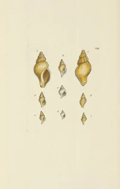 Mineralconchyliologi från Storbritannien, plansch 195 av James Sowerby