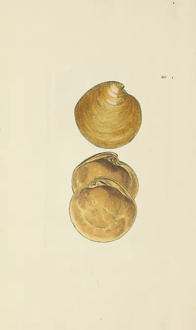 The mineral conchology of Great Britain Pl.197 av James Sowerby