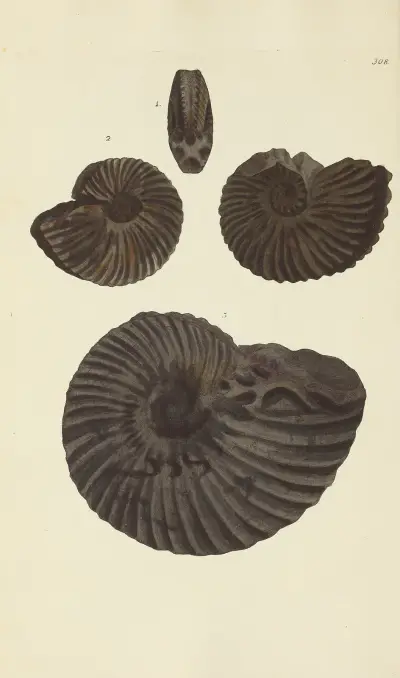 The mineral conchology of Great Britain Pl.199 av James Sowerby