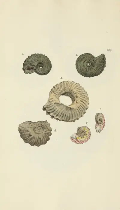 Den mineralogiska conchologin för Storbritannien pl. 200 av James Sowerby