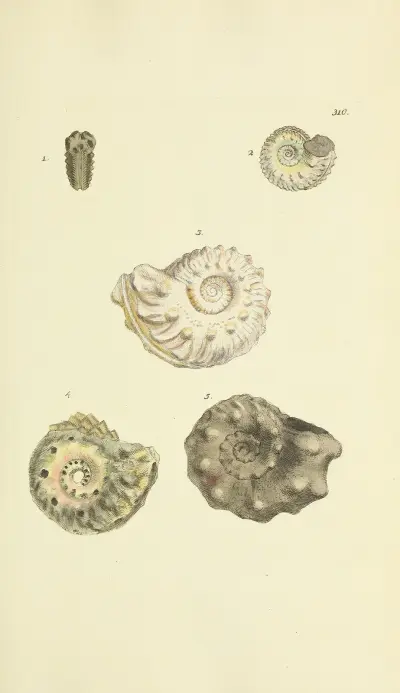 The mineral conchology of Great Britain Pl.201 av James Sowerby