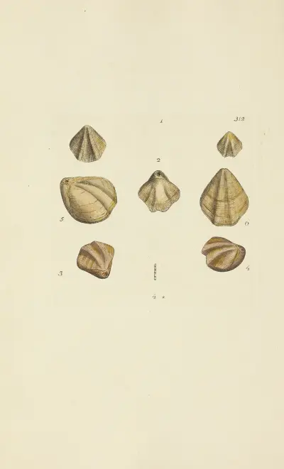 The mineral conchology of Great Britain Pl.203 av James Sowerby